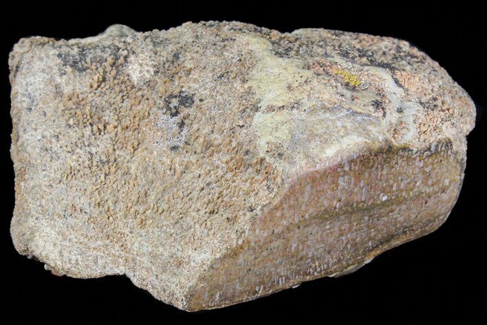 Polished Dinosaur Bone (Gembone) Section - Colorado #73034